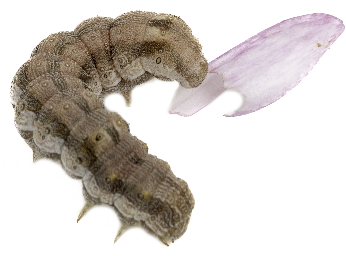 Helicoverpa armigera. Photo taken by Erling Fløistad