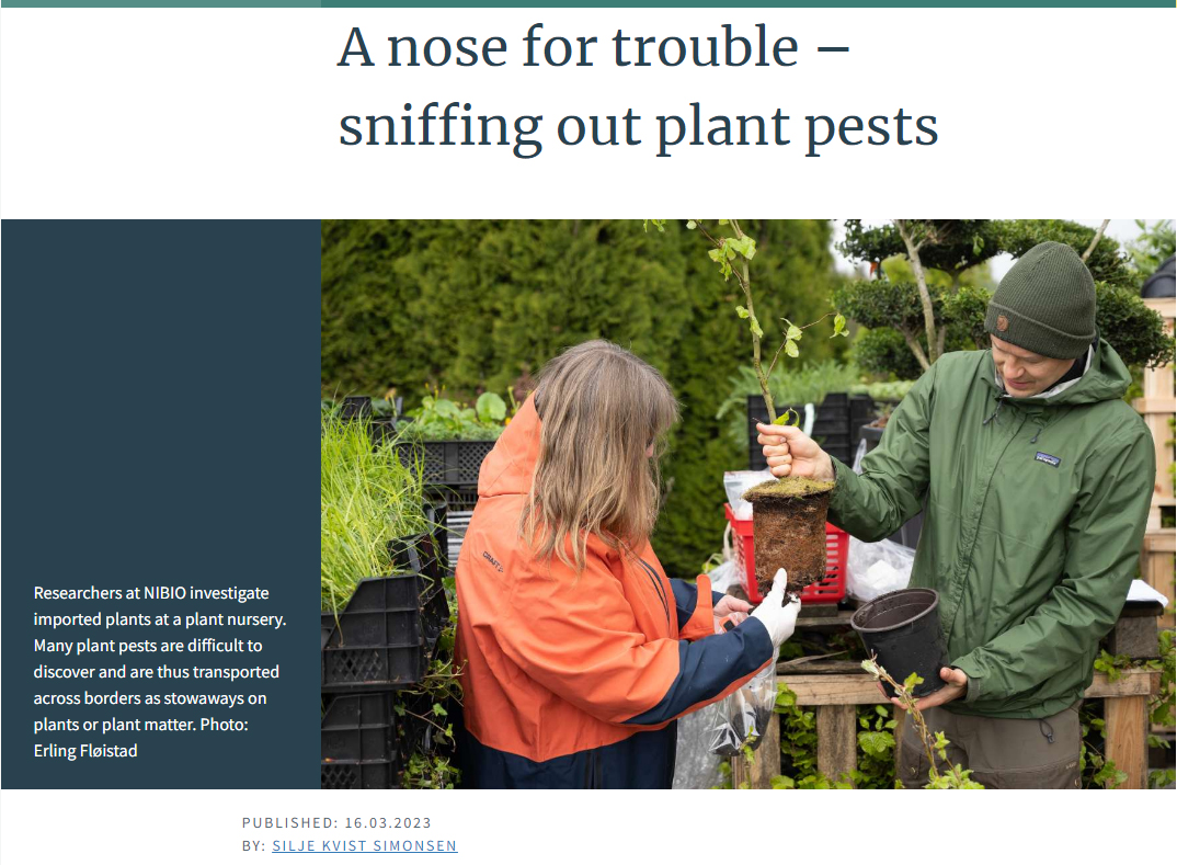 A nose for trouble – sniffing out plant pests A nose for trouble – sniffing out plant pests
