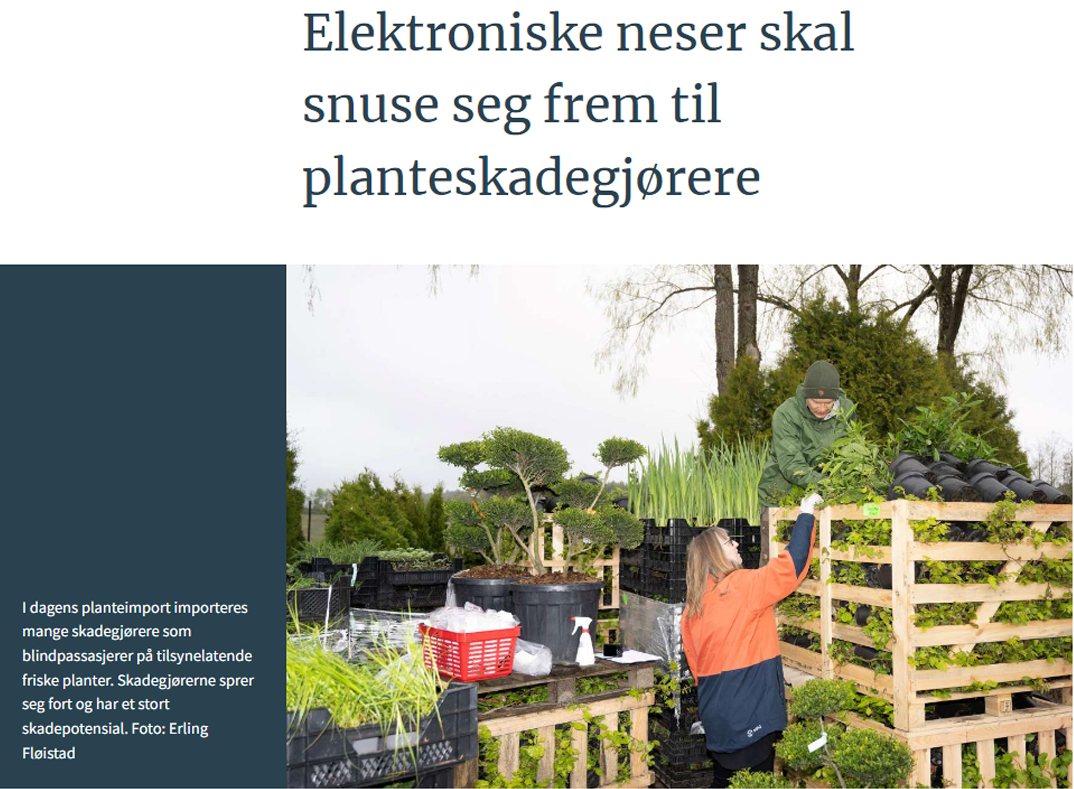 Elektroniske neser skal snuse seg frem til planteskadegjørere Elektroniske neser skal snuse seg frem til planteskadegjørere