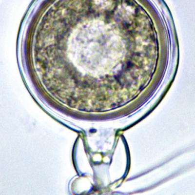 Oogonium with a thick-walled oospore and an amphigynous antheridium resulting from a crossing between A1 and A2 mating type isolates of Phytophthora cinnamomi from Sumatra