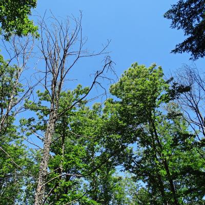  Patch dieback and mortality of Sweet chestnut