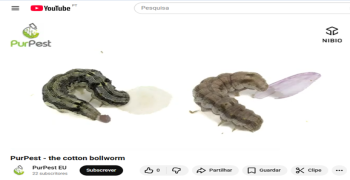 New PurPest Video: The Cotton Bollworm